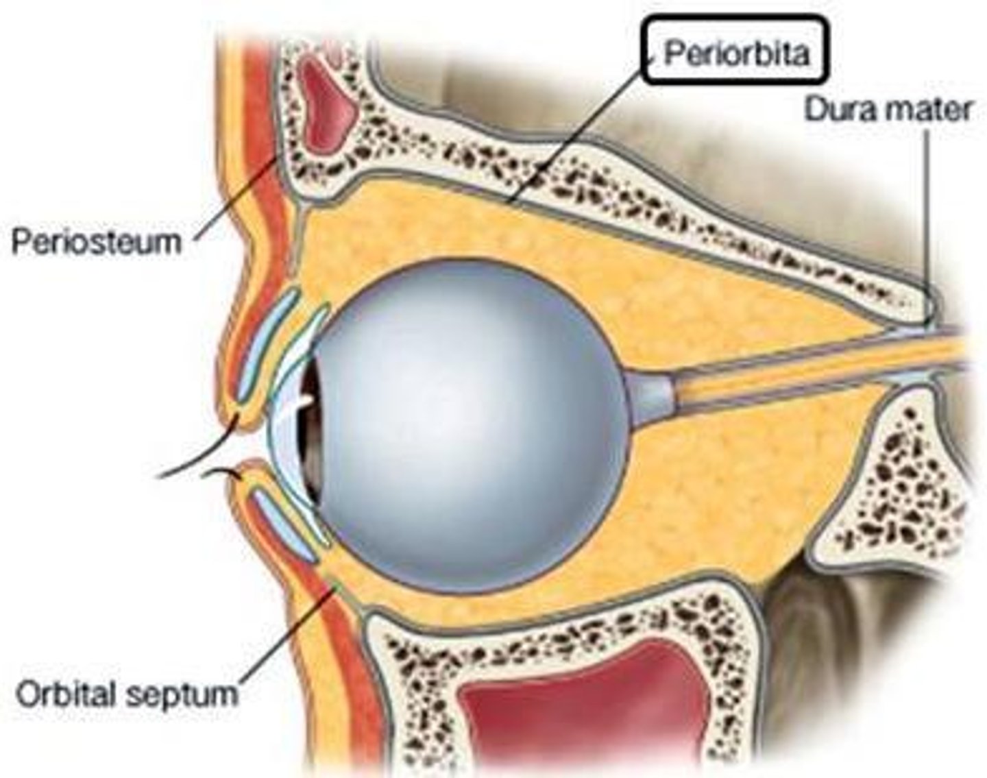 <p>Orbital periosteum; covers orbital bones, attachment for muscles/ligaments, continuous with dura mater.</p>