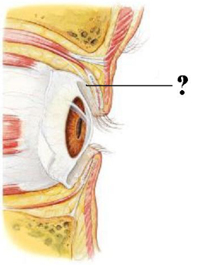 <p><span>Identify the indicated layer.</span></p>