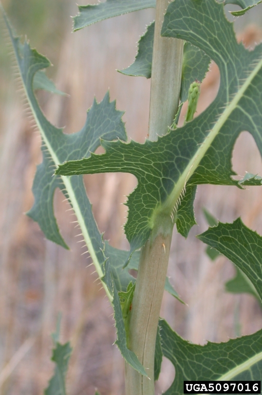 <p><span style="font-family: &quot;Calibri&quot;, sans-serif;">prickly lettuce</span></p>