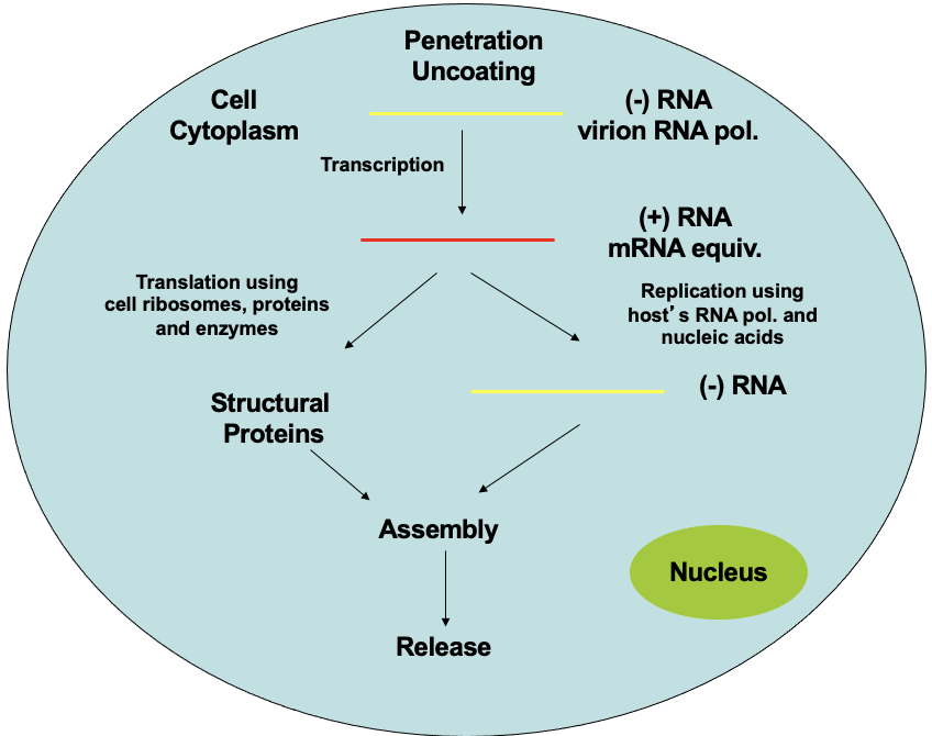 <p>go through intermediate for both to make new viruses, occurs in cytosol</p>
