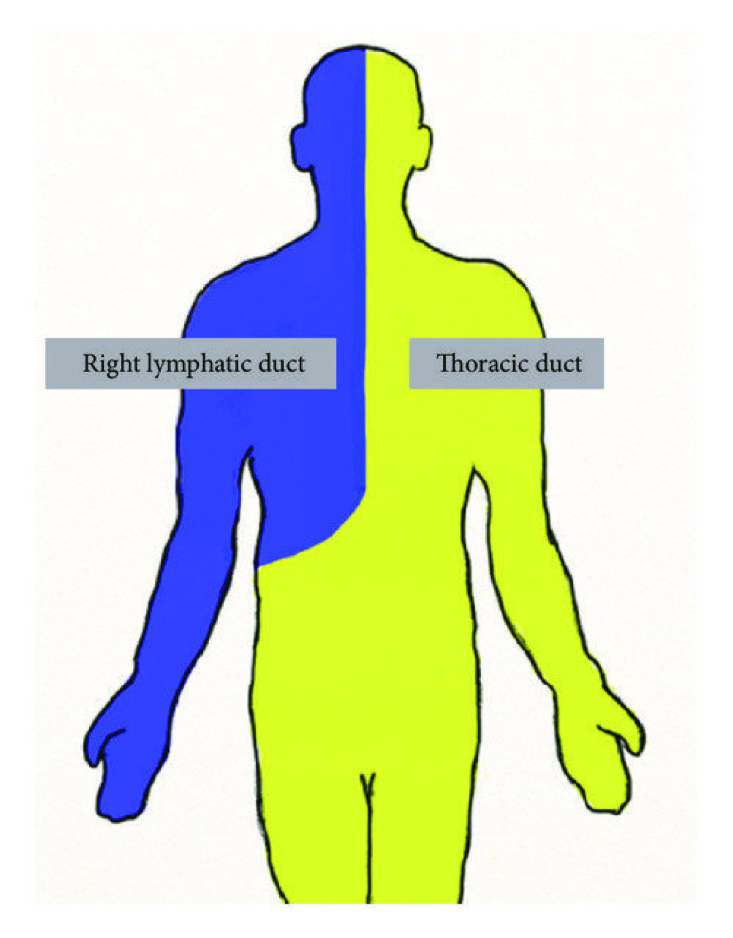 <p>empties into junction of LEFT INTERNAL JUGULAR and LEFT SUBCLAVIAN VEINS</p>
