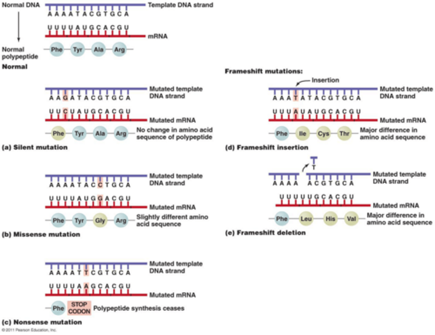 <p>Mutations where a single base in the DNA sequence is inserted, deleted, or substituted.</p>