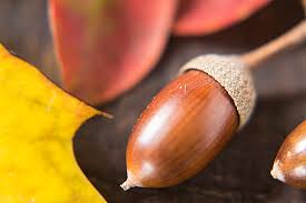 <p>acorn</p>