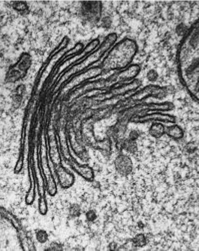 <p>What organelle is this?</p>