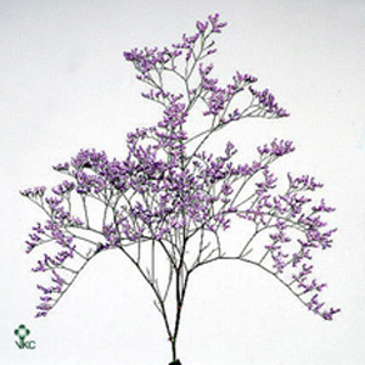 <p>Limonium; Filler</p>
