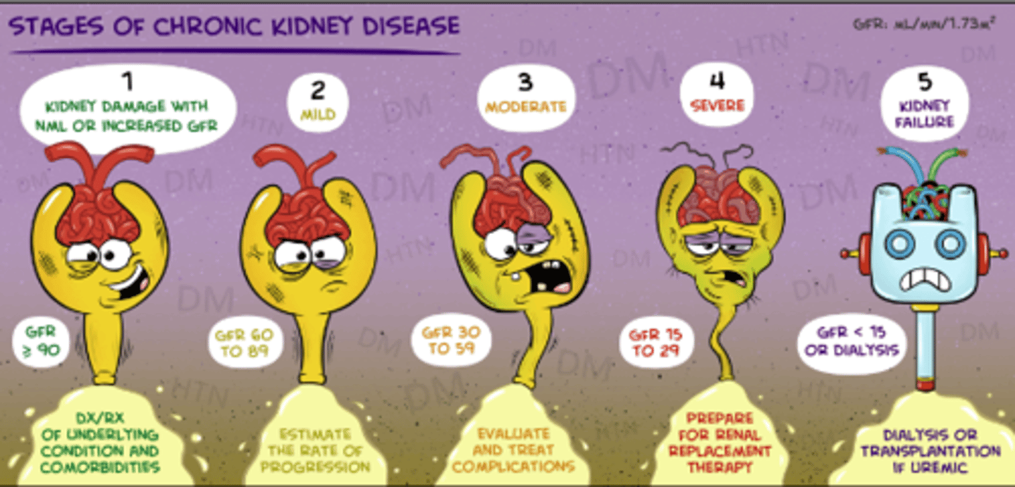 <p>BUN and SCr (best is GFR)</p><p>refer to nephro at stage 3 (GFR &lt;30)</p>