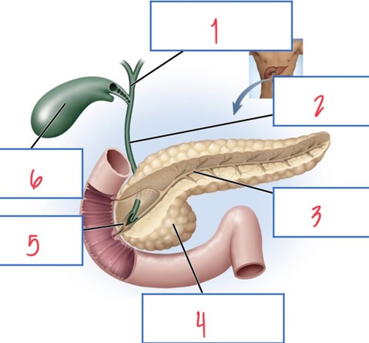 <p>What structure associated with the pancreas, gallbladder, and liver is 3?</p>