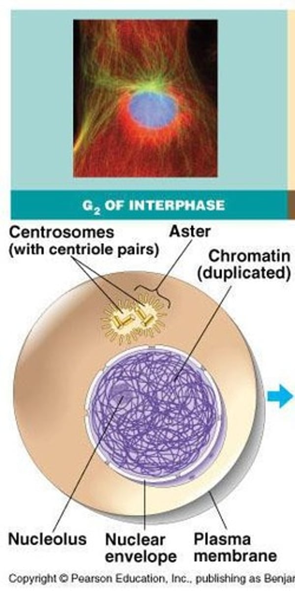 <p>They provide connection points for microtubules and are microtubule organizing centers.</p>
