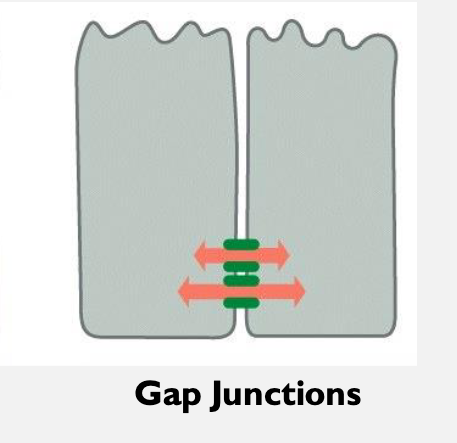 <p>Form <strong>channels (pores)</strong> between cells → allows small molecules, ions, and signals to pass directly from one cell to another.</p><p></p><p><strong>Example:</strong><br>Heart muscle → allows electrical signals to pass quickly for synchronized beats.</p>