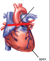 What is the red line implying when looking at the heart