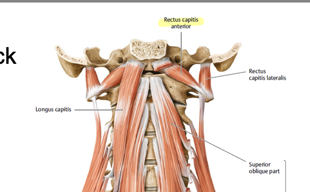 <p>small muscles on the sides of the neck right beneath skull, aids in flexion of the head and neck </p>