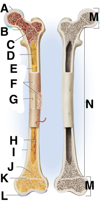 <p>Name point D</p>