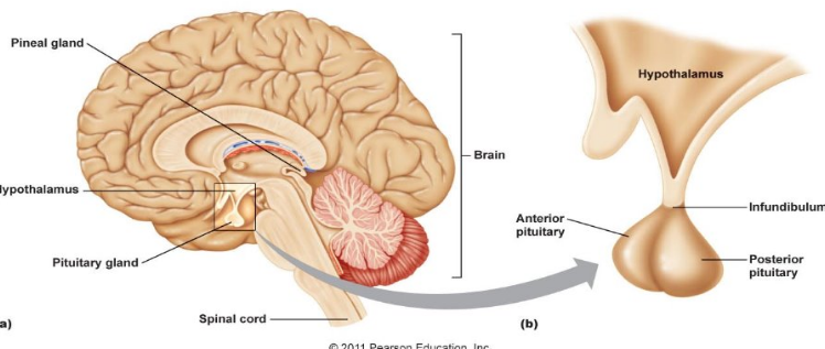 <p>Located at the base of the brain</p><p>Regulates many basic functions (body temp, water balance heart rate)</p><p></p>