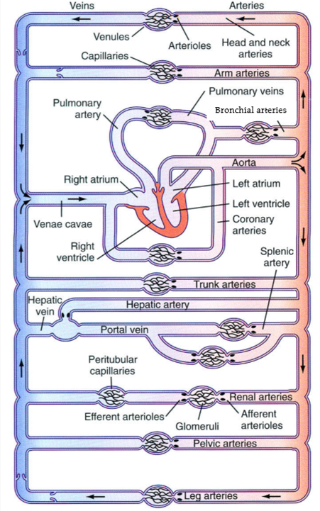 <p>the splanchnic circulation</p><p>the renal system (kidney)</p>