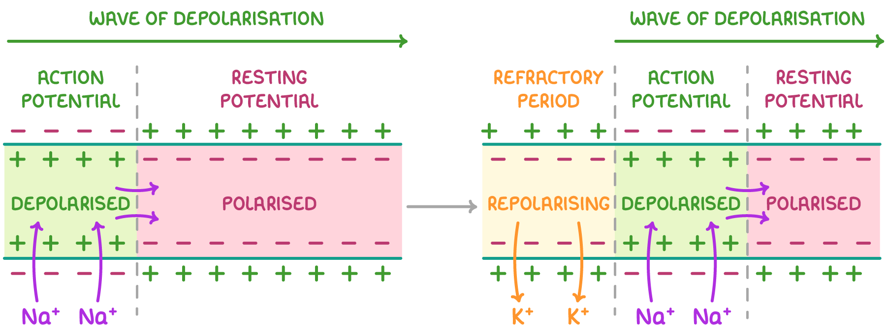 <p>as each new section of the neurone membrane depolarises the next adjacent polarized section a ‘wave’ is formed, with the previous part entering refractory period</p>