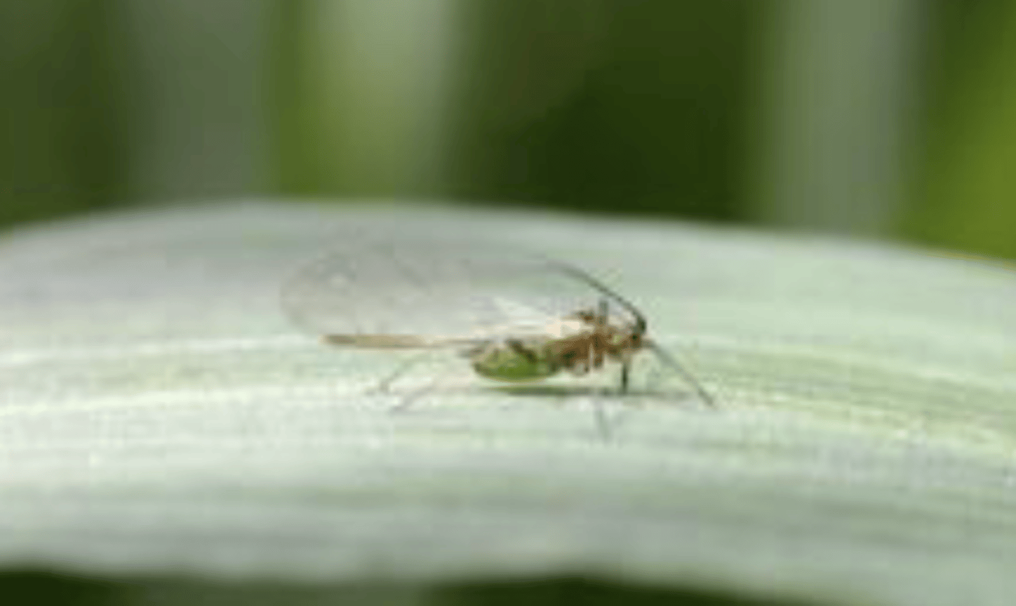 <p>almost all hemiptera</p><p>cicadas and allies</p><p>scale insects and mealy bugs</p><p>aphids</p>