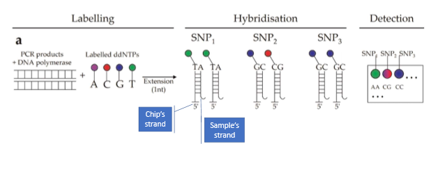 <ol><li><p>have DNA chip with small synthetic ssDNA sequences that are complimentary to genomic sequence with a SNP</p></li><li><p>DNA of interest is fragmented and separated into single strands then hybridized to the single stranded synthetic DNA on the slide</p></li><li><p>the empty position due to the DNP is revealed when the slide is washed and fluorescently labeled nucleotides are added</p></li><li><p>each color reflects the genotype of the individual at SNP. if homo- color will match one of the four, if hetero- spot will be a mix of two colors</p></li></ol><p></p>