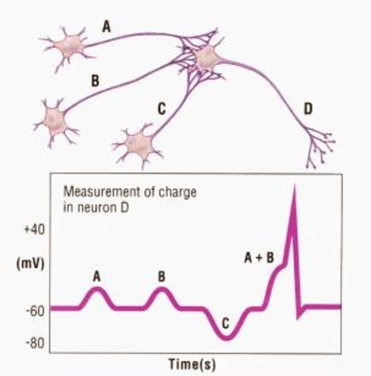 <p>multiple presynaptic neurons send signals at the same time to a single postsynaptic neuron. These signals add up (or summate) across different locations on the postsynaptic membrane. If the combined effect is strong enough to reach the threshold, it triggers an action potential (nerve impulse) in the postsynaptic neuron.</p>