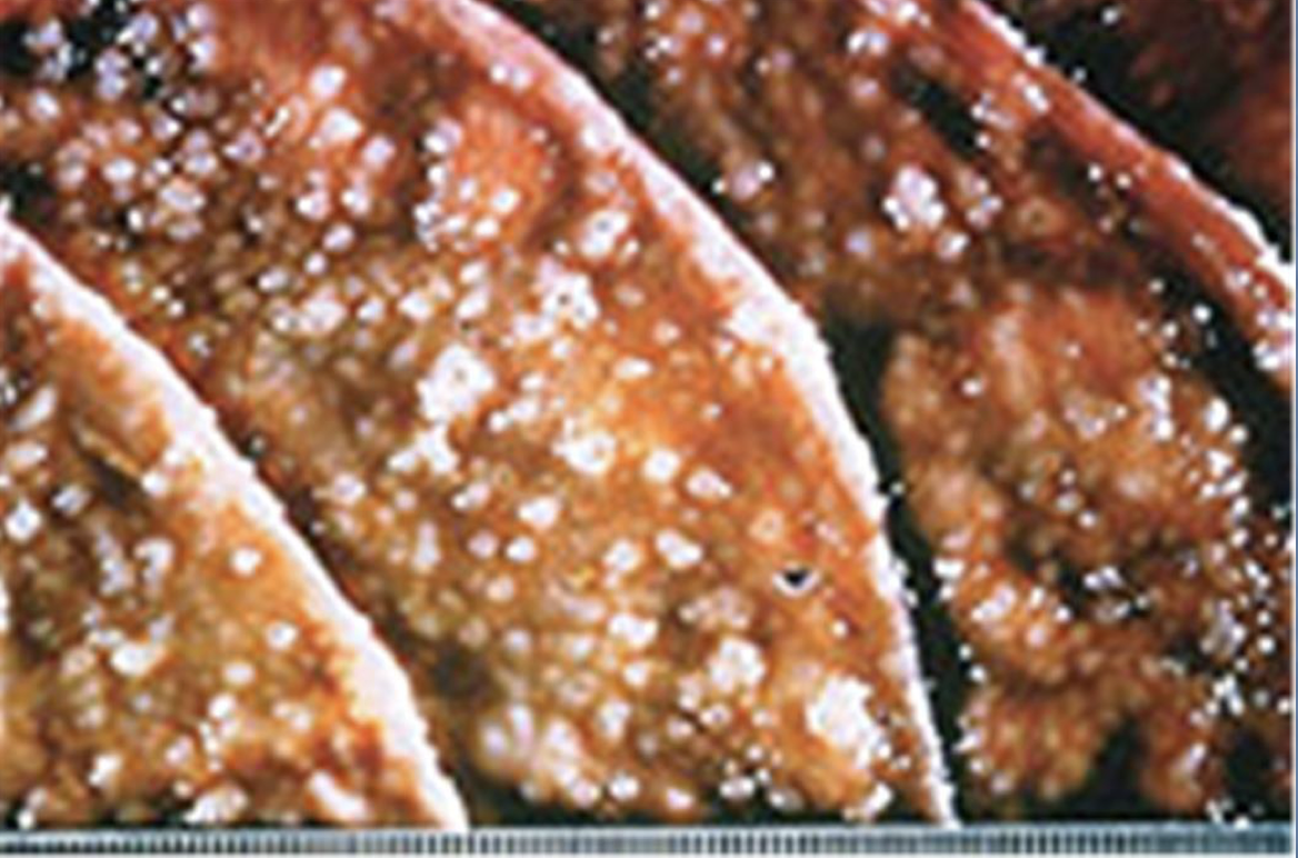 <p>What parasite causes a “Moroccon Leather” appearance on the abomasal mucosa? </p>