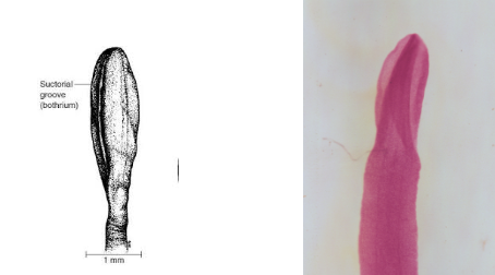 <p>What is the genus, species, and segment of this parasite?</p>