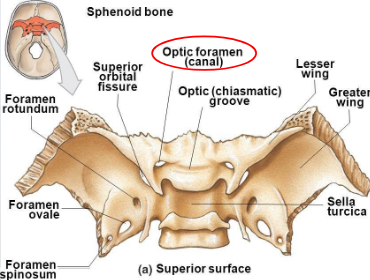 <p>opening into the apex of the orbit for transmission of the optic nerve and ophthalmic artery; actual opening is termed optic foramen</p>