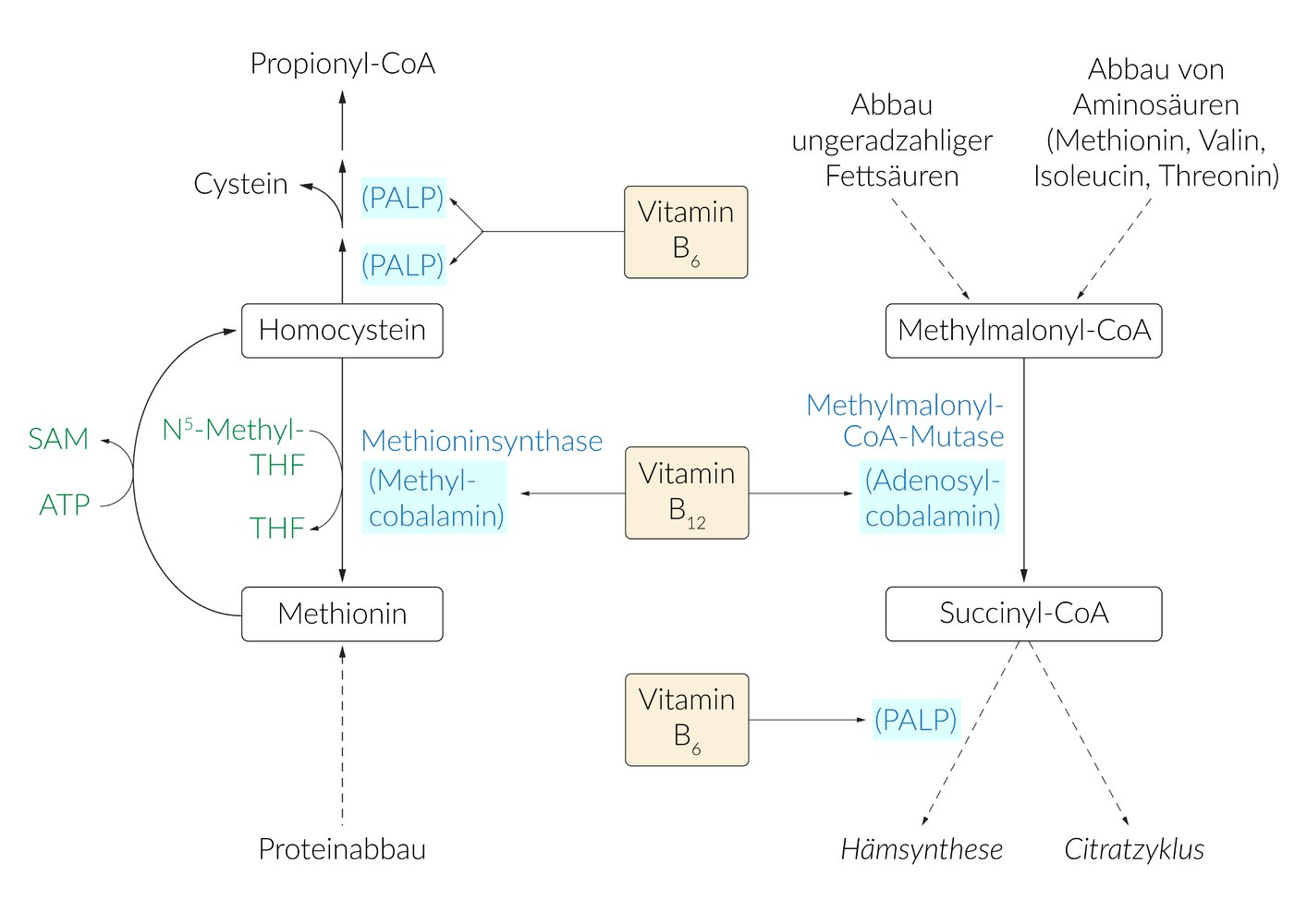 <p>B. Methionine from homocysteine</p>
