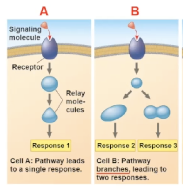 <p>The proteins in the cells are different.</p>