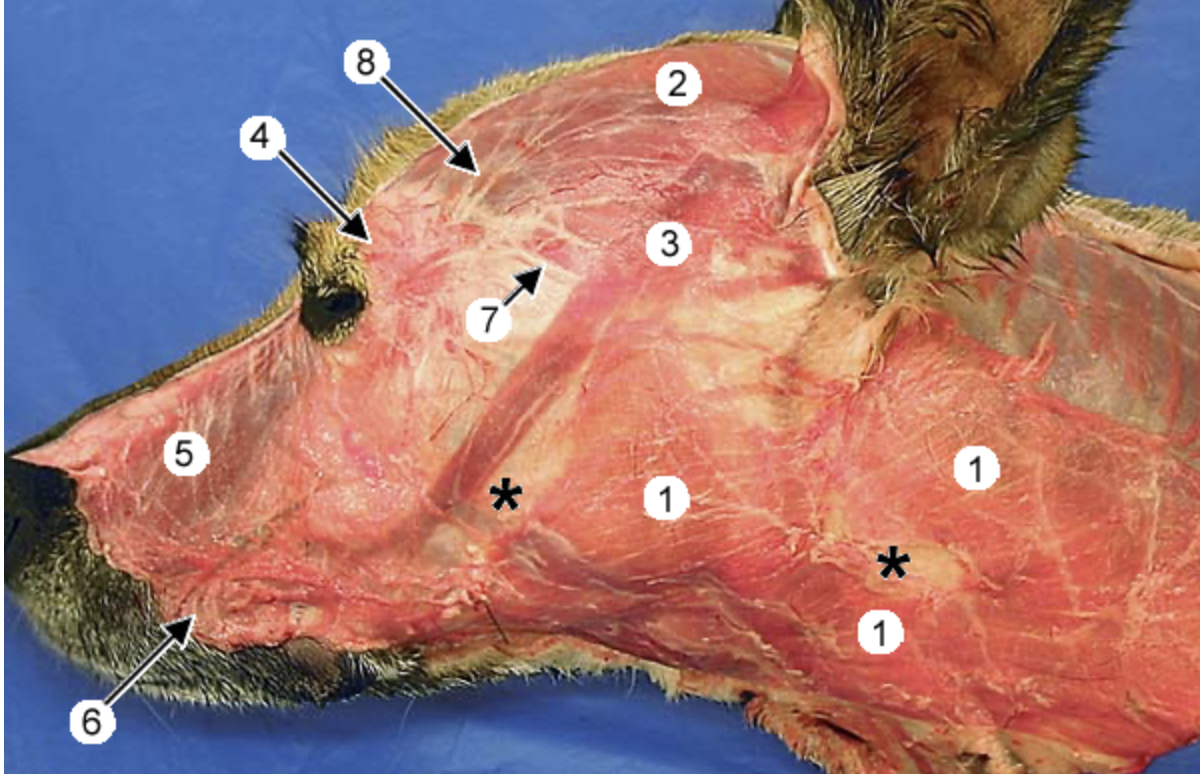 <p>#6 (situated between the lips) </p>