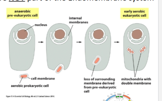 <p>Mitochondria and chloroplasts were once prokaryotes that were engulfed by eukaryotes<br>We know this because they have:</p><ul><li><p><strong>Two membranes (original and plasma)</strong></p></li><li><p><strong>Circular DNA (seen in prokaryotes)</strong></p></li><li><p><strong>Divide by binary fission</strong></p></li><li><p><strong>Prokaryotic-like ribosomes</strong></p></li><li><p><strong>Cardiolipin in membranes (seen in prokaryotes)&nbsp;</strong></p></li></ul><p>Therefore, they evolved separately and use their <strong>own import machinery</strong></p>