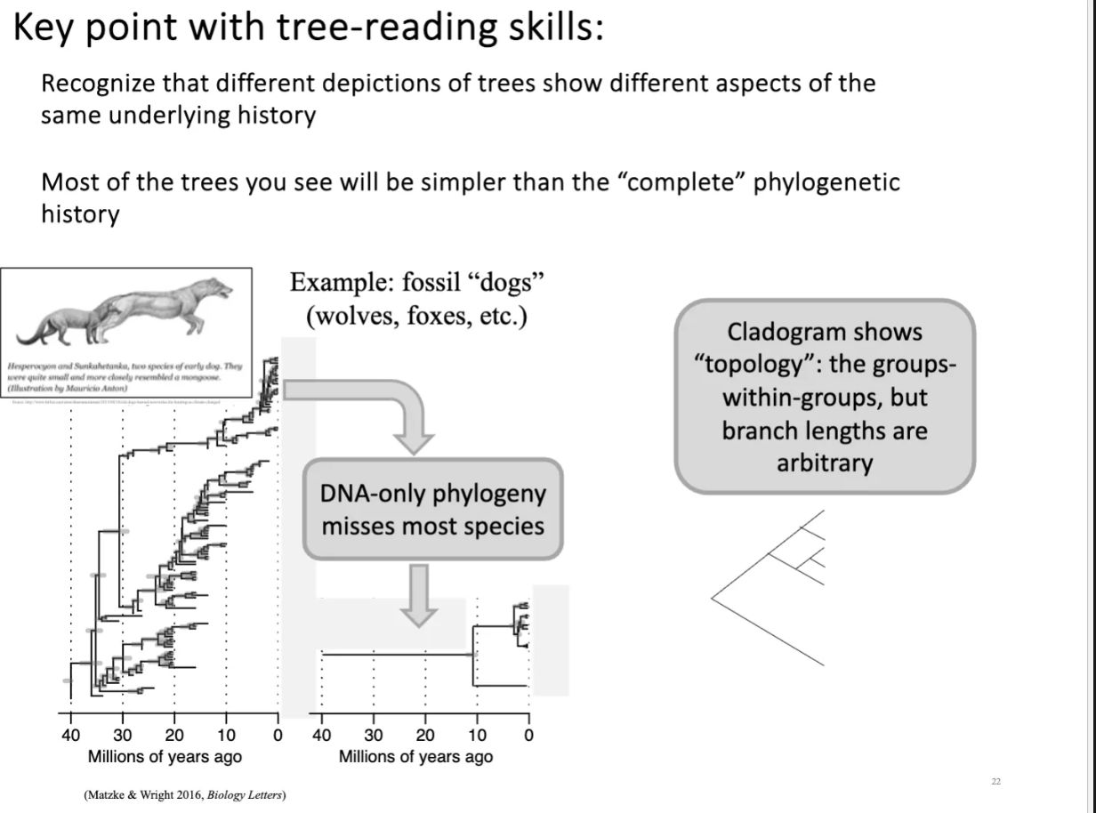<p>different depiction = different pieces of information.</p><p>DNA will be a reduced tree. not all phylogiens show all species that occured in a group (some not found or extinct or slect special species).</p><p>cladogram is a simple depiction and shows the evolution and divered over millions of years. it shows the typology and shows relationshps without any absolute time evolution</p>