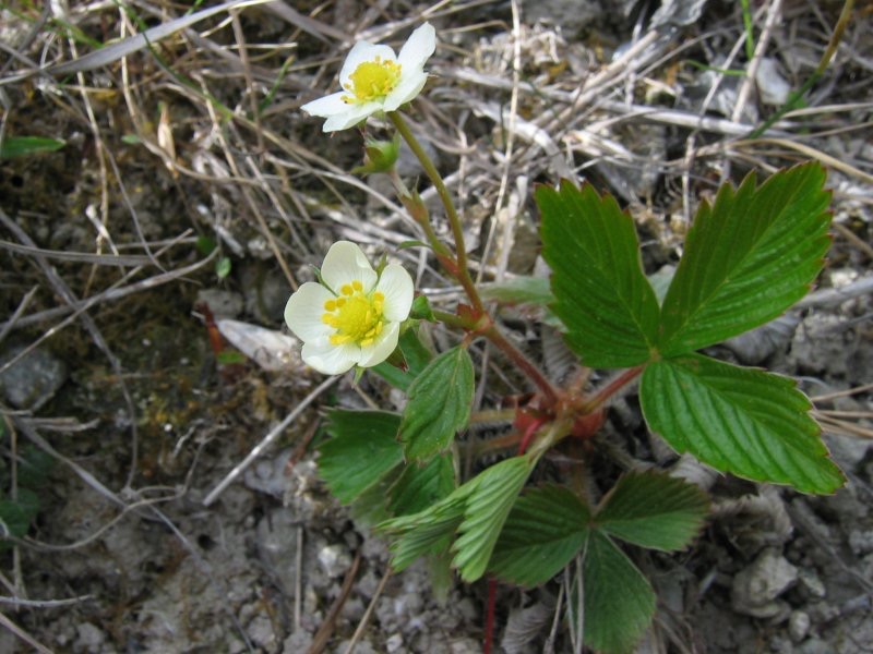 <p>Fragaria viridis - <strong>Rosaceae</strong></p>