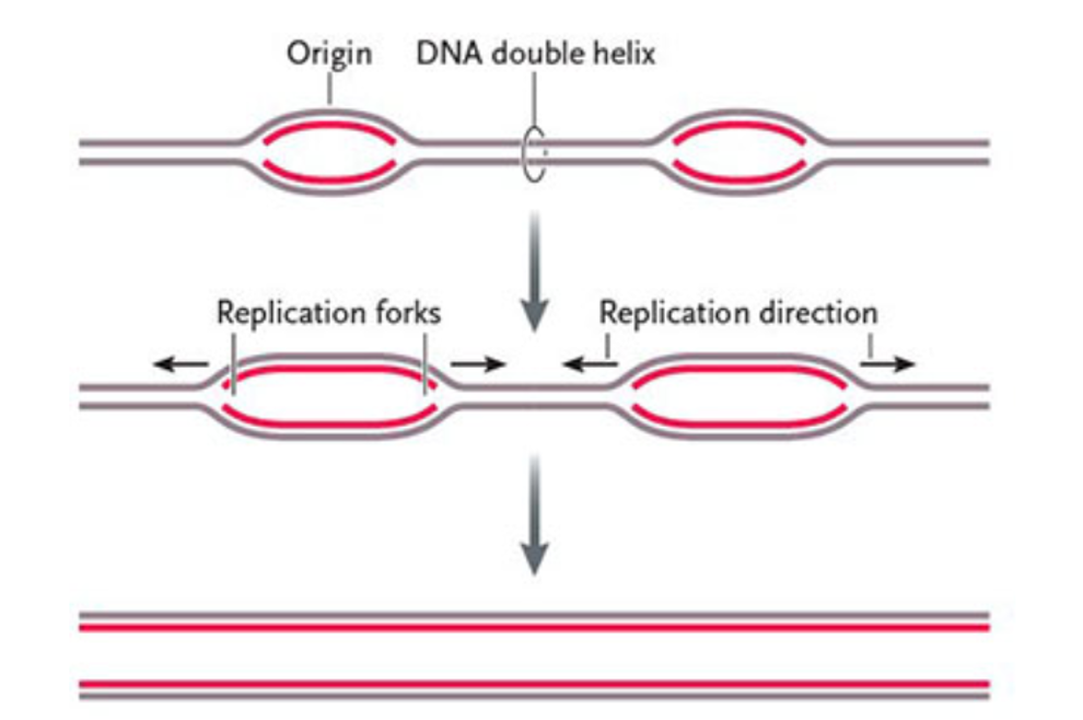 <p>The two strands unzip using DNA helicase; each strand serves as a template to build a new complementary strand by base pairing with free nucleotides, resulting in two DNA molecules each with one original and one new strand.</p>