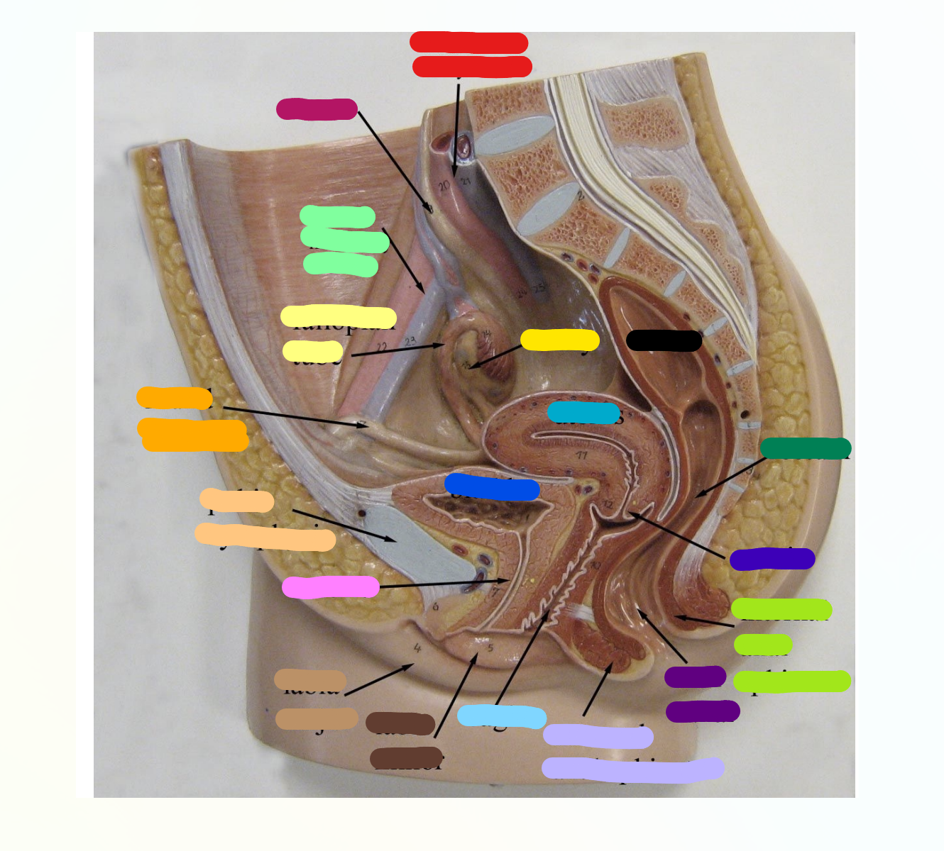 <p>What is indicated by the Light Yellow Section?</p>