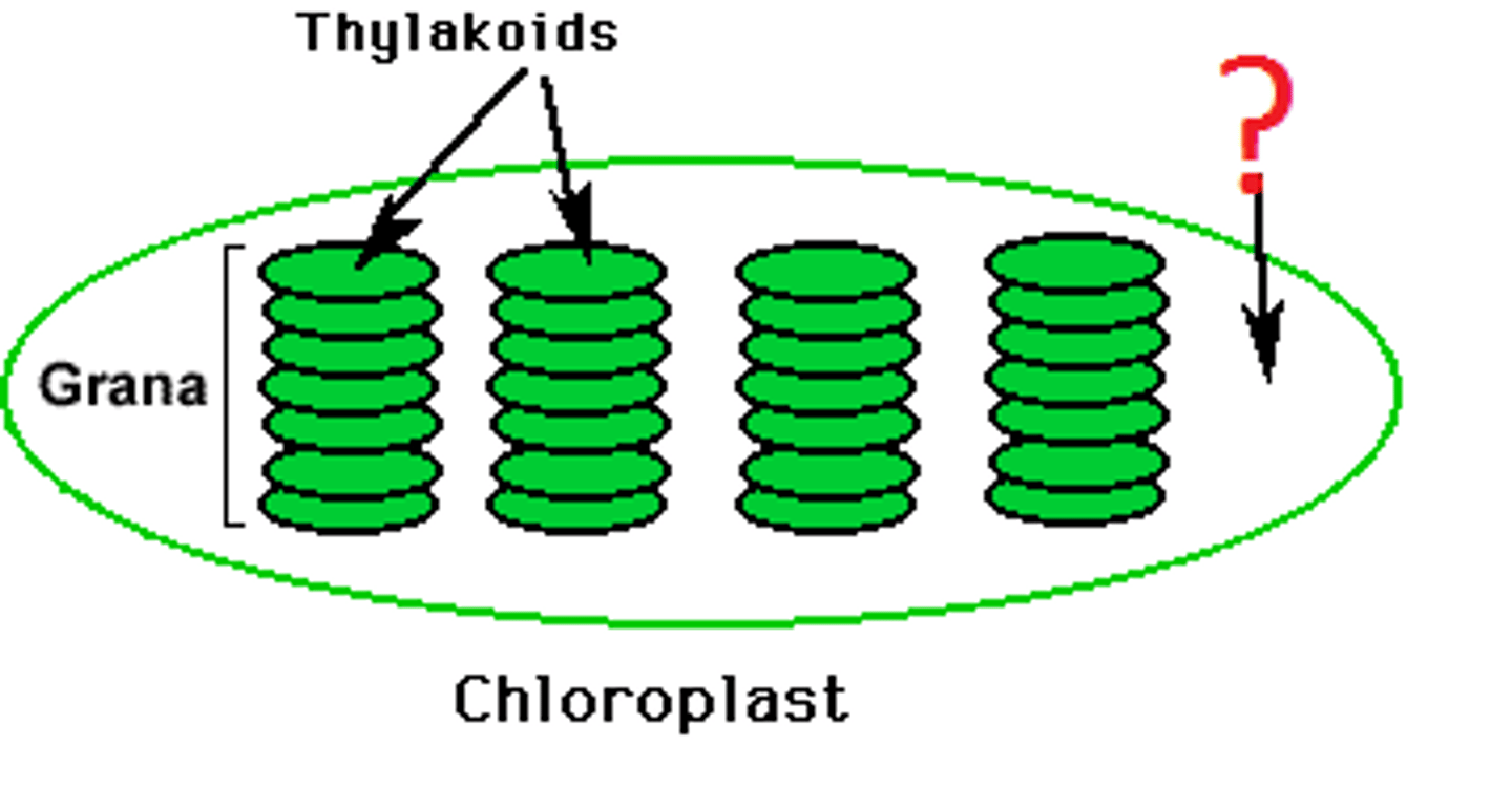 <p>fluid that fills the inner area of a chloroplast</p>