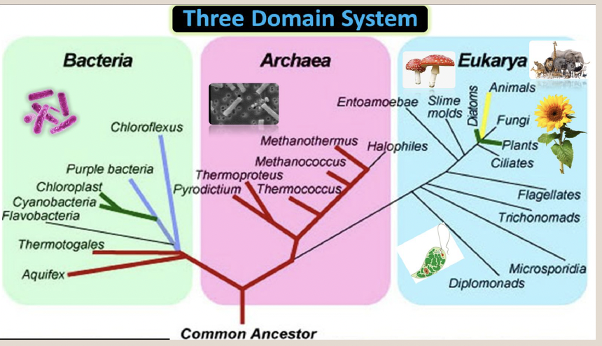 <p>Domain represents the largest level of classification of organisms</p>