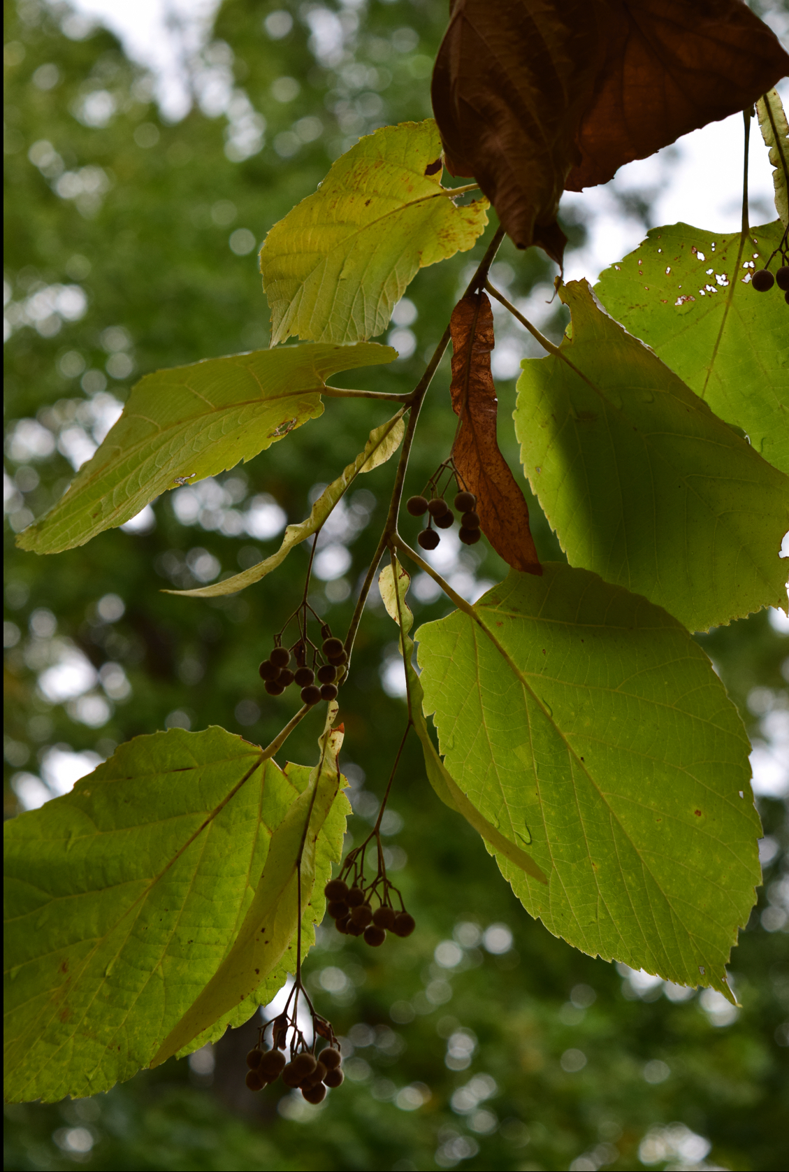 <p>American basswood</p>
