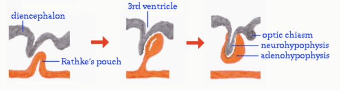 <p>Rathke’s pouch, ectodermal diverticulum of the stomodeum + hypothalamus</p><p></p><p>Its development is very complex — requires contribution of 2 components —</p><ul><li><p>The adenohypophysis — develops from the Rathke’s pouch</p><ul><li><p>A diverticulum of the stomodeum (primitive mouth)</p></li></ul></li><li><p>The neurohypophysis from the infundibulum  <strong><u>(hypothalamus?? — why was it written before)** (</u></strong>i think bc hypothalamus stimulates/inhibits hypophysis) </p></li></ul>