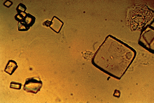term image