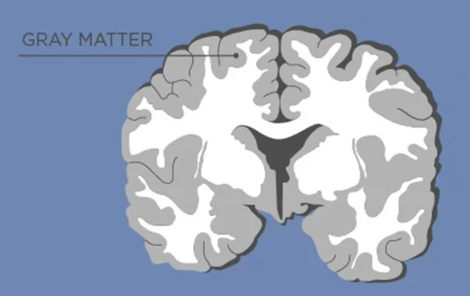 <p>areas devoid of myelinated axons and composed of cell bodies and dendrites</p>