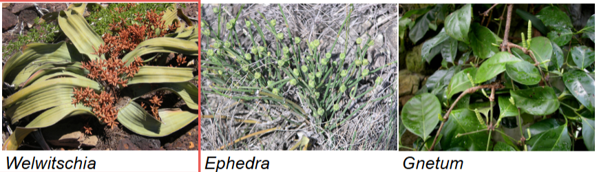 <p>small group only including 3 genera (welwitschia, ephedra, gnetum)</p>