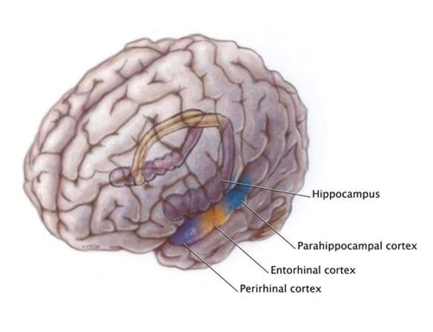 <p>Critical for memory formation and spatial navigation.</p>