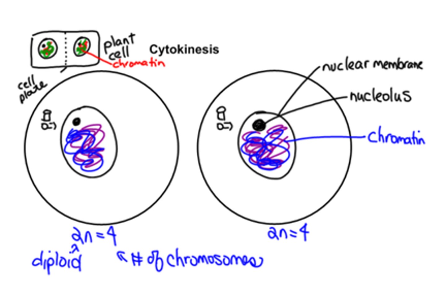 <p>Cell divides into two. Cell plate forms in plant cells.</p>