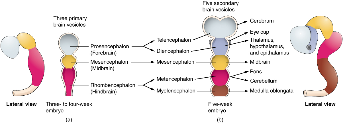 <p>Embryonic → Adult brain → Associated Ventricle</p>