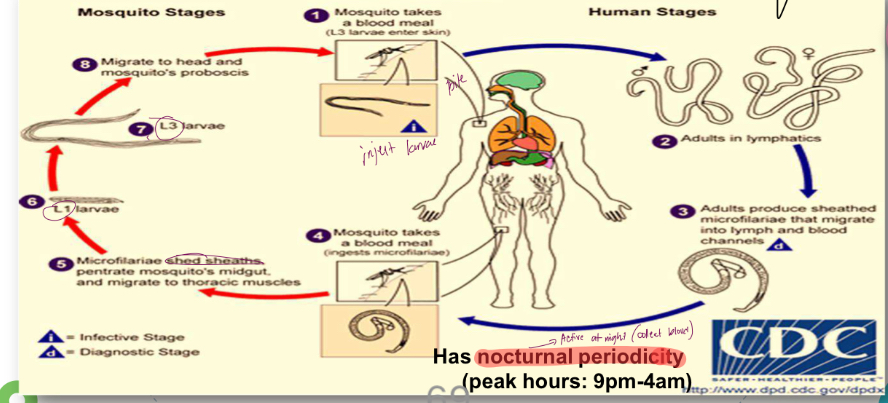 <p>Life cycle </p>
