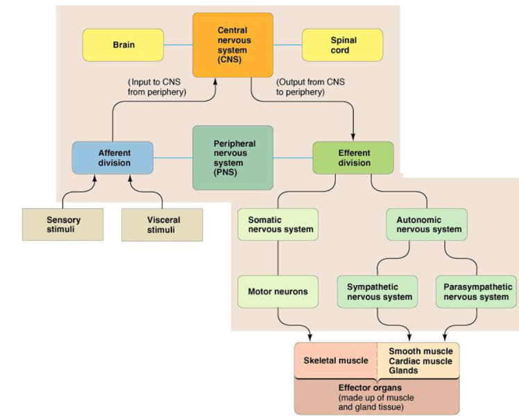 <p>Comprises peripheral nerve fibres and nerve plexuses; involved in bringing information into the central nervous system (afferent) and sending out responses (efferent); has both a voluntary (skeletal) division and an involuntary (autonomic) division. </p>