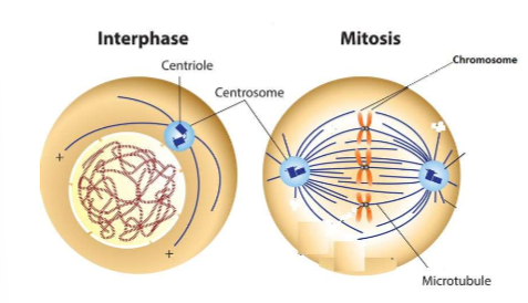 <ul><li><p><u>(found in animal cells only)</u></p></li><li><p>These structures are used to help make spindle fibers (made of microtubules) which are involved in chromosome movement during cell division</p></li><li><p>“microtubule organizing center”</p></li><li><p>have 1 pair when not dividing, protective</p></li></ul><p></p>