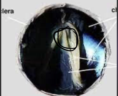 term image
