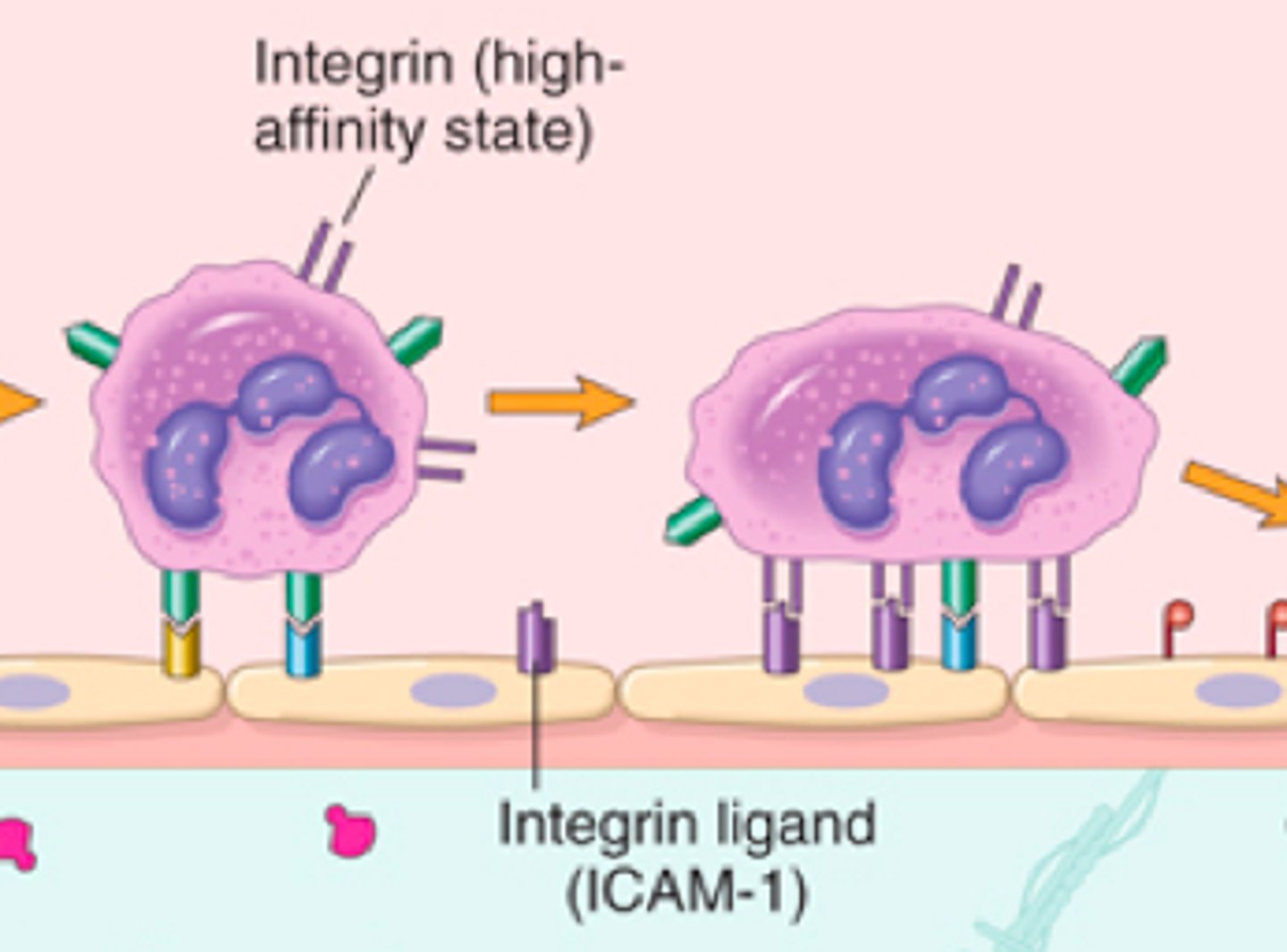 <p>immune protein found on surface of cells. receptor for the common cold.</p>