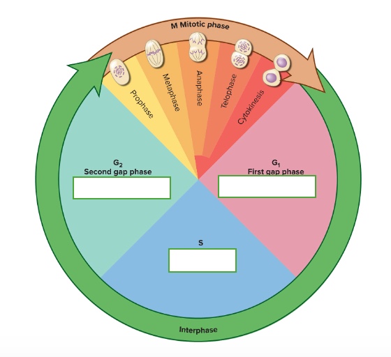 <p>what happens in the G2 — Second gap phase</p>