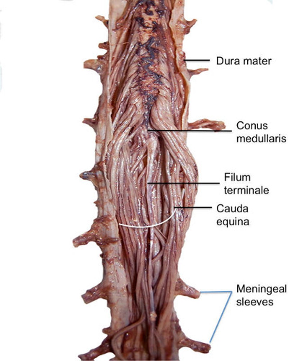 <p>end of spinal cord</p>